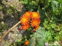 Бутаківський водоспад дуже