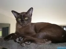 котка котка