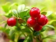 листа червена боровинка lingonberry