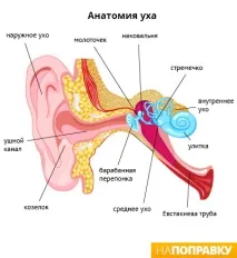 ухото защо
