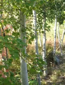 Біль у попереку лікування травами, Очищення організму Здоров’я людини лікування
