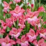 гладиолус гладиоли Gladiolus