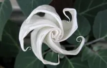 Datura stramonium татула
