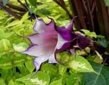 Datura stramonium