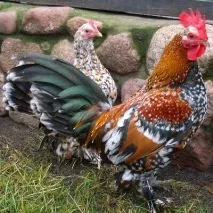 красиви пилета
