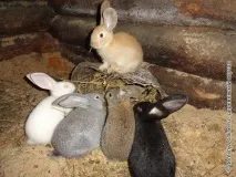 Їду я велосипедом знаєте