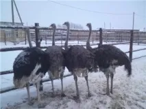 снимки щрауси