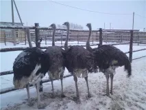 отглеждане домашни