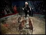 снимка tiger