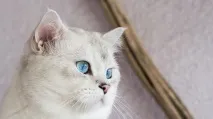 котки британските