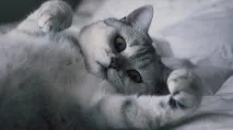 факти котки