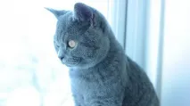 котки основния цвят