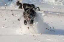 Формування пасивно-оборонної поведінки собаки, цуценята, гальмівні реакції, поведінки
