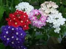 Енотера або примула вечірня Красиві садові рослини енотера