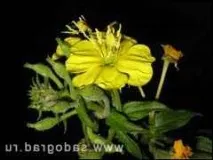 Енотера або примула вечірня Красиві садові рослини вечірня