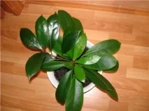 правила ficus