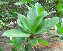 ficus грижа
