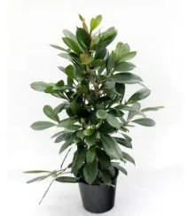 грижи ficus