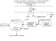 клітини