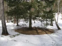 катуні