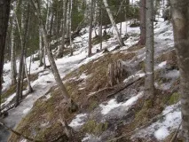 катуні