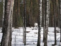 блакитні