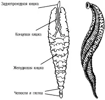прочистване като