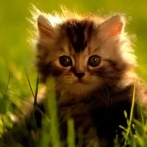котка-овен хороскоп