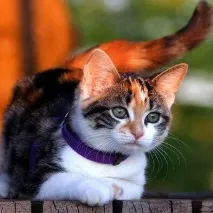 котка-овен котка-овен