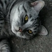 хороскоп Котката Овен