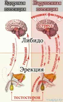 Гіпопітуїтаризм симптоми, ознаки, діагностика та лікування гіпофіза