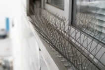 Як позбутися голубів на підвіконні, найкращі методи методи