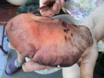 Як чистити і готувати гриб язик. язик