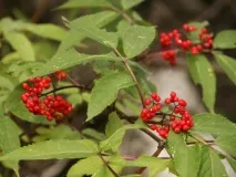 Які бувають чорні ягоди чорні