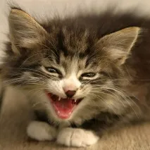 котките хората