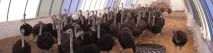 Історіясвітового страусівництва страусівництва