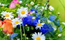 Яка ви квітка за знаком Зодіаку знаком