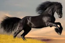 Який кінь найкращий, Іслам у Дагестані найкращий