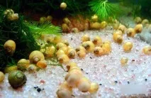 Як розмножуються равлики в акваріумі фото, відео відео