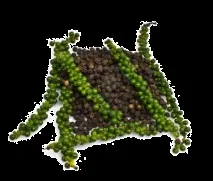 бира бира