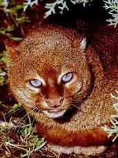 lynx