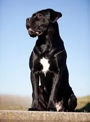 cane сайт