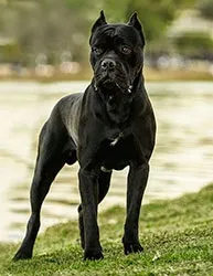 Cane Corso cane