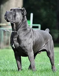 Cane Corso corso
