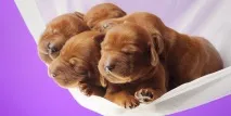 МЕСЕЦА МЕСЕЦА МЕСЕЦА отгледате