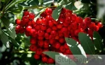 лікування