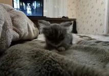 това отново След това