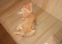 Котик в апараті Ілізарова апараті