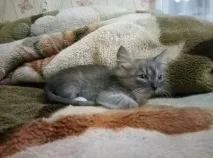 през нощта котката