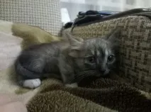 котката това отново